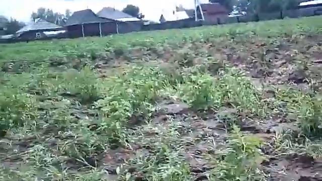 Колорадский жук смотреть онлайн