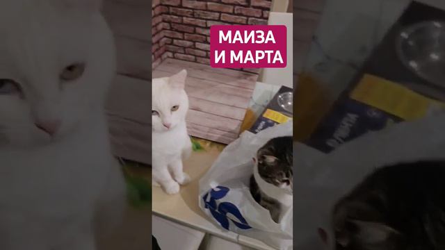 Маиза и Марта #shortsyoutube #shortsvideo #shortvideo #cutecat #funny #pet #белаякошка #кошка #маиз смотреть онлайн