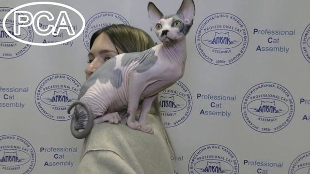 Канадский сфинкс черный арлекин. Выставка кошек PCA on-line. смотреть онлайн