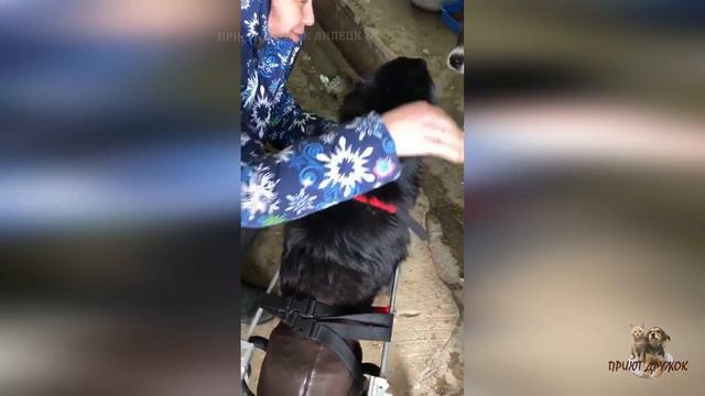 РЭЙ. ОСОБЕННАЯ СОБАКА! | Приют Дружок Липецк | RAY. A SPECIAL DOG!