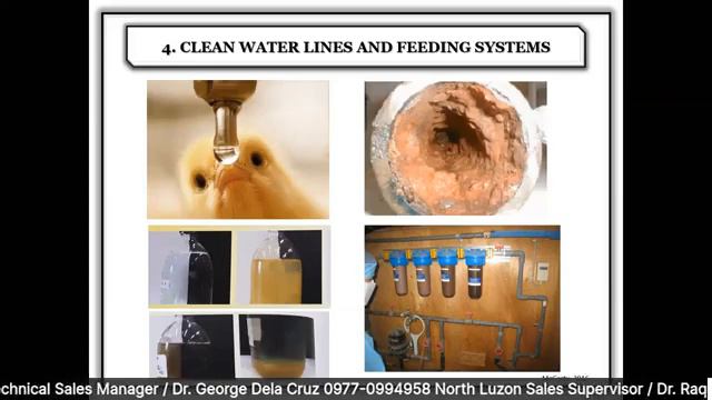 Proper Piglet cleaning & disinfection if layer chickens. смотреть онлайн