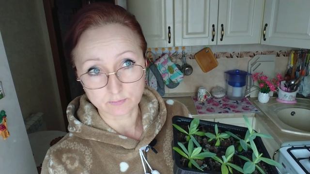 Домашнее видео. Эксибишн и эустома. onion and eustoma plants on April 2 смотреть онлайн