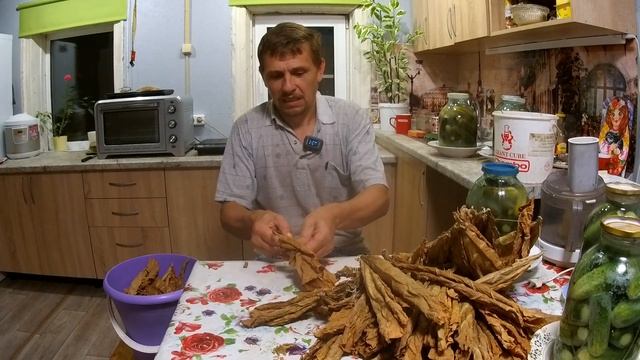 Выращивание табака - первый опыт работы с табачным листом! смотреть онлайн