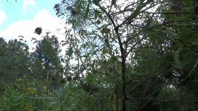 Дача в сентябре. Приятные заботы. Небывалый урожай бузины. Кошу между дождями. Убираюсь на террасе смотреть онлайн