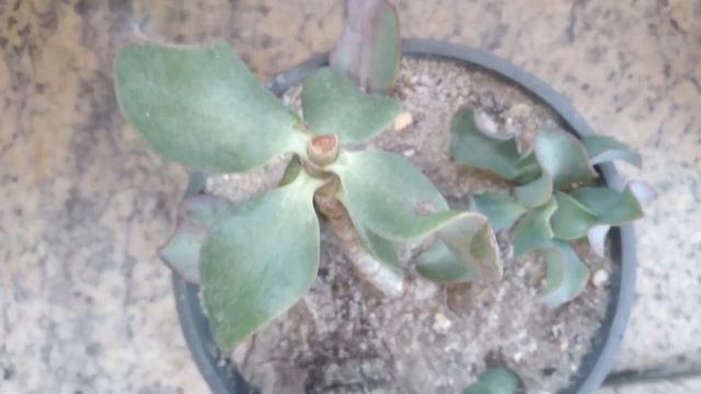 ECHEVERIA GIBBIFLORA HÍBRIDA ARGENTINA