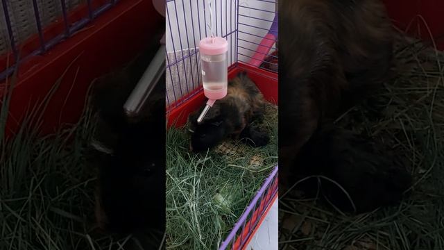 Роды у МОРСКОЙ СВИНКИ. Часть1