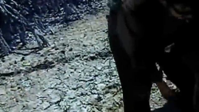 Huge 17-Foot Burmese Python Captured in Florida Everglades (Video of Capture) смотреть онлайн