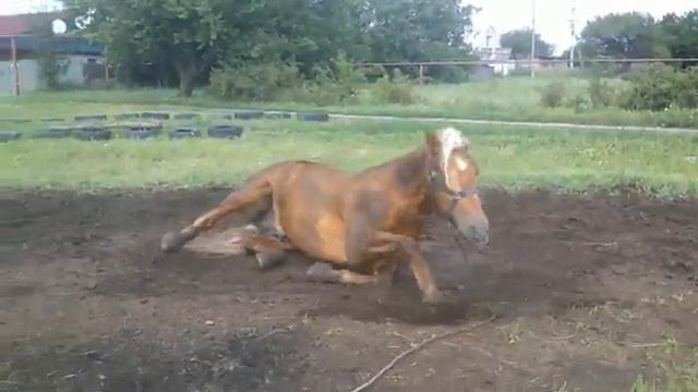 Красивая лошадь кувыркается в пыли смотреть онлайн