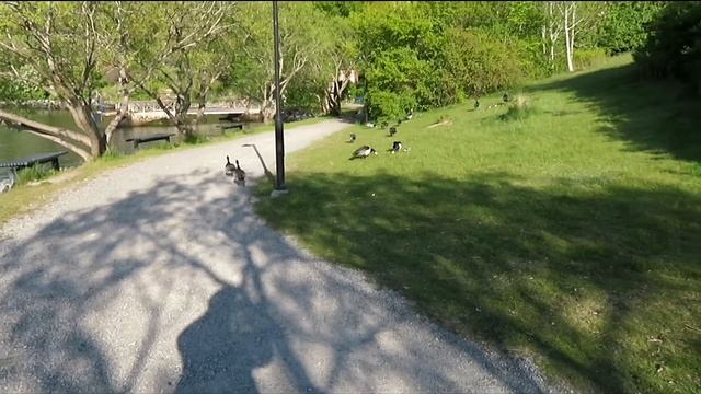 Nacka strand , Mute swan, Barnacle goose with chicks смотреть онлайн