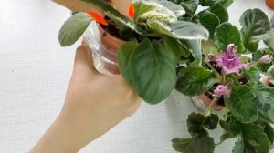 Пасынки у фиалок! Что с ними делать?