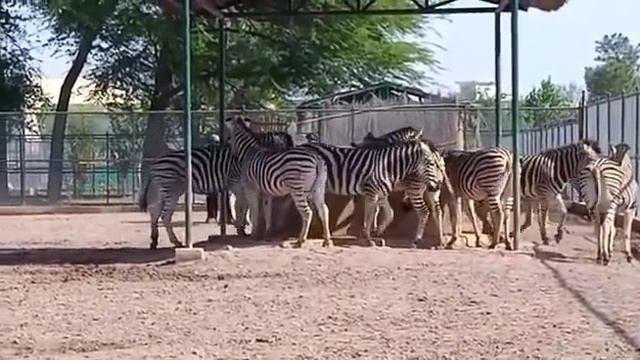 Zebras Three Different Species Of Zebra Equidae Plains Zebra, Grevy's Zebra And Mountain Zebra