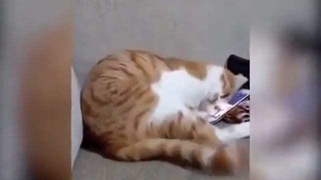 Кот смотрит видео с погибшим хозяином,до слез.. смотреть онлайн