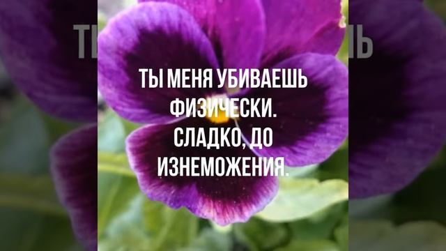 Стихотворение смотреть онлайн
