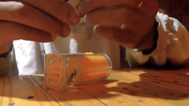 Привёз ЛОВУШКУ С ПЧЁЛАМИ из леса. МАТКА отлично откладывает ЯЙЦА смотреть онлайн