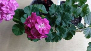 Ю-дикая роза и бруксайд Катерина обзор сортов.