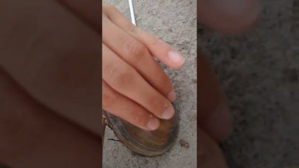 Открываем панцирь ракушки! Я буду есть её??🤢Жеестьь