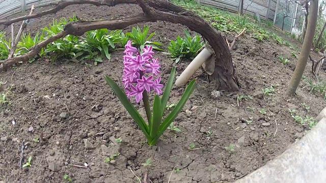 цветок грааля в долине Маринер смотреть онлайн