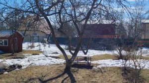 Когда лучше всего прививать плодовые деревья?