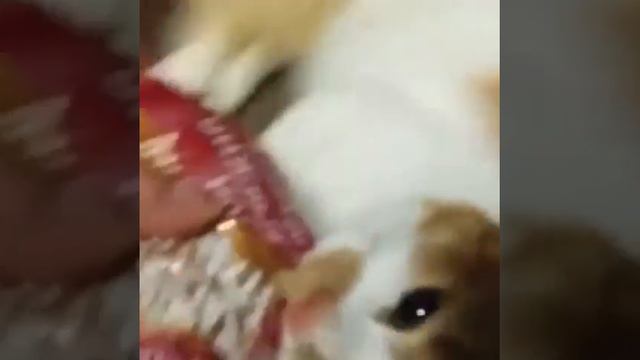 Кот питбуль)) смотреть онлайн