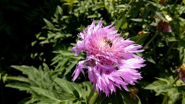 Xiaomi Mi Max ► тест камеры 4K #2 (прямой солнечный свет) смотреть онлайн