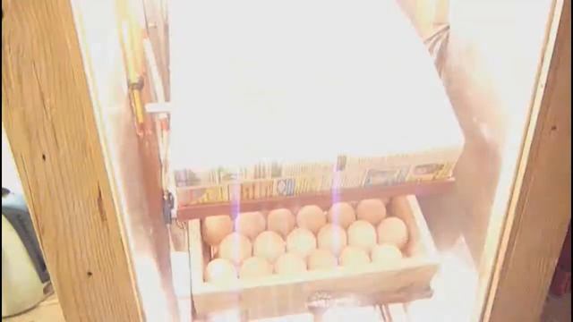 Вывод цыплят в инкубаторе Вылупление цыплят Цыплята в брудере Output of chickens in the incubat смотреть онлайн