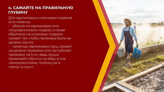 Онлайн курс обучения «Плодоводство» - 13 секретов успешной посадки плодовых деревьев смотреть онлайн