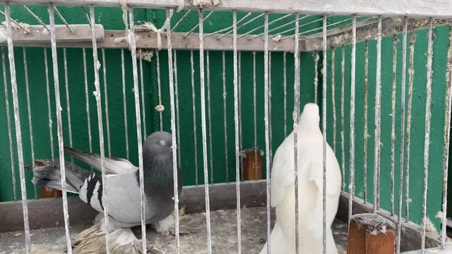 Бойные Голуби?Новое приобретение на 2021 год! #голубибойные #голуби2021 #mtredebi #pigeons смотреть онлайн