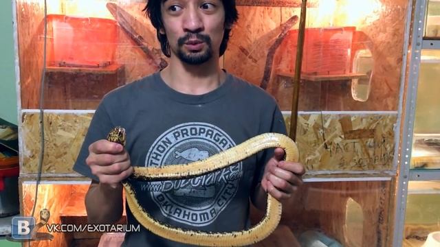 КАКОЙ ЯД КОБРЫ НА ВКУС? ПОПРОБУЕМ! Рассказ о капской кобре (Naja Nivea)