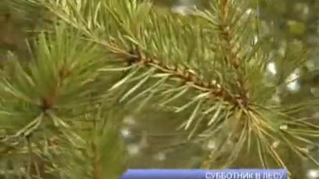 Субботник в лесу смотреть онлайн