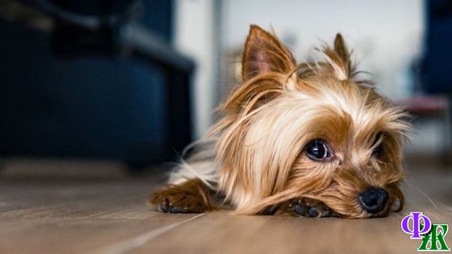 КотоКафе 18. «А я вот возьму и сдохну! Будет знать, как со мной обращаться!» - возмущалась Анфиса смотреть онлайн
