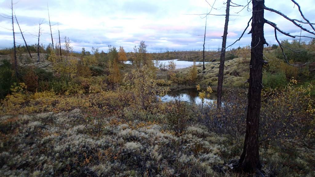 2024.09.10. Норильская лесотундра. Сбор брусники. смотреть онлайн