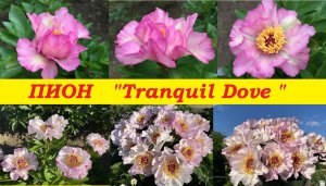 Пион Транквил Дав