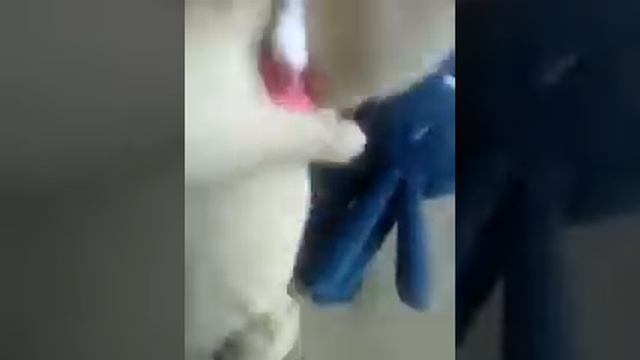 свинья и асминог смотреть онлайн