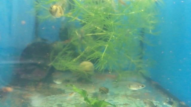 Гуппи Тукседо Мозаика смотреть онлайн