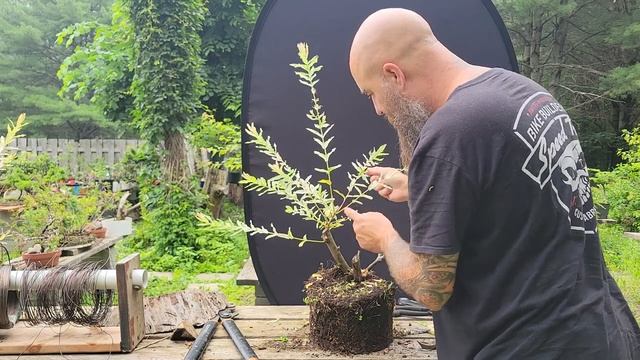 Salix integra 'Hakuro-nishiki' première sélection des branches смотреть онлайн