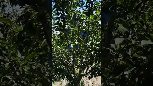 Слива Ненька на подвое алыча смотреть онлайн