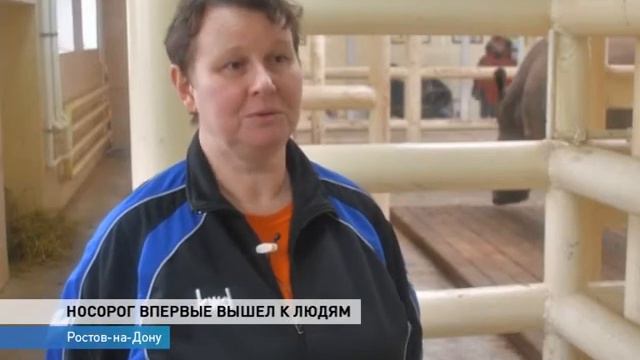 Нового носорога зоопарка впервые показали зрителям смотреть онлайн