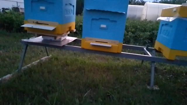 Матка не устраивает пчел!!! Хотят ее поменять. Посадил к ним рой с молодой маткой через газету!!! смотреть онлайн