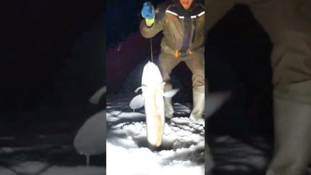 налимы Якутии #якутия #клевая #fishing #рыбалка #поймать #fish #carpfishing #клеваярыбалка смотреть онлайн