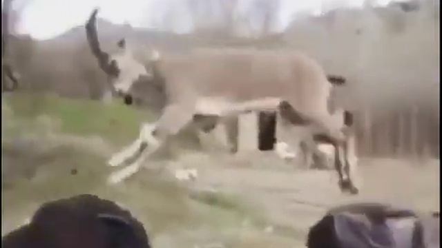 Козёл прыгает по людям смотреть онлайн