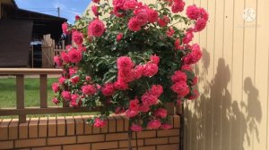 Если вы ещё  не посадили эти розы !!!Срочно сажаем и наслаждаемся 🌹