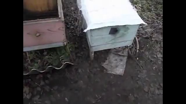 можно ли делать отводки пчел в июле ? смотреть онлайн