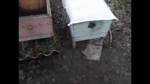 можно ли делать отводки пчел в июле ?