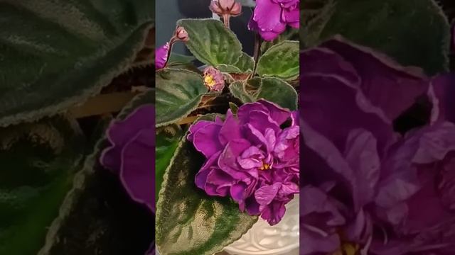 Фиалка ЕК - Осенние Георгины (Коршунова Е.) смотреть онлайн