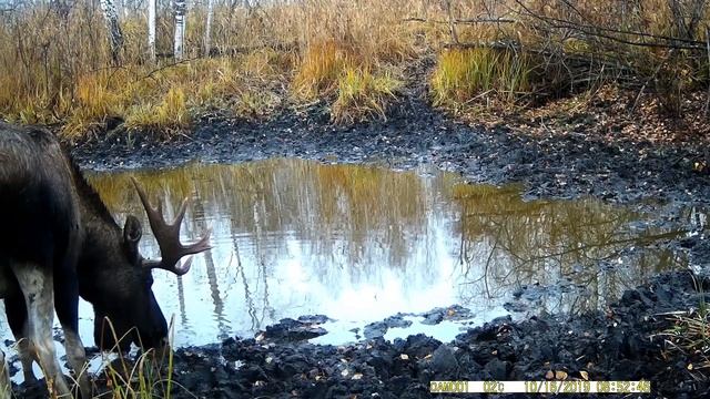 Самодельная дальнобойная антенна для фотоловушки смотреть онлайн