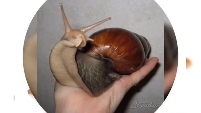 Улитки. Разновидности . #улитка #ахатины смотреть онлайн