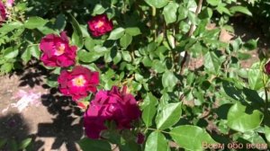 Роза Найт Оул ( Ночная сова )  Rose Night Owl 05.06.2023 г.Киев