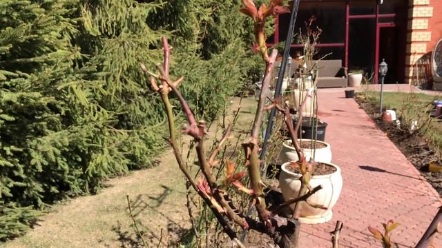 САЖЕНЦЫ РОЗ, ПОСАДИТЬ, КАК? смотреть онлайн