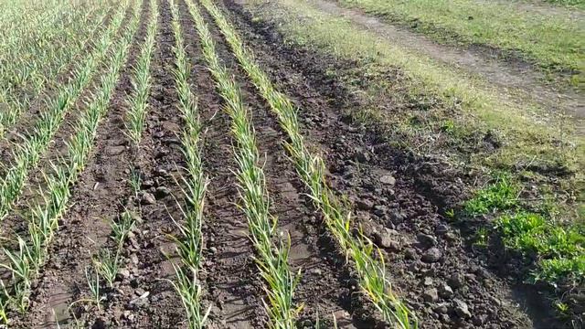 Обзор вегитации чеснока. Почему стрессует и что делать? смотреть онлайн