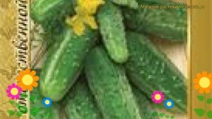 Огурец сортовой Кустовой. Краткий обзор, описание характеристик, где купить семена Kustovoy
